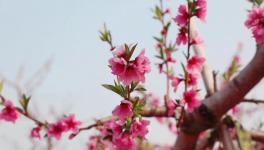 人間四月芳菲盡，桃花朵朵映中聯(lián)！