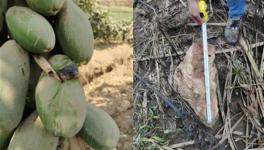 安全距離是與非！華新水泥爆破飛石遭質(zhì)疑！